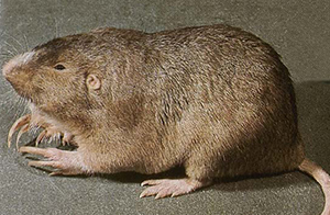 Star-nosed mole Plains pocket gopher. Photo credit: Unknown, WikiCommons