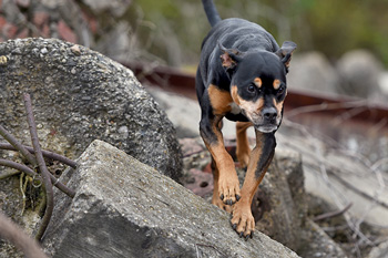 Dog walking on rubble