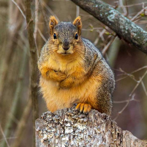 Fox Squirrel