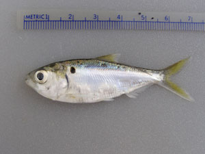 Threadfin Shad fish