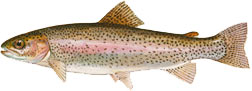 ed-rainbow_trout.jpg