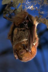 Red Bat