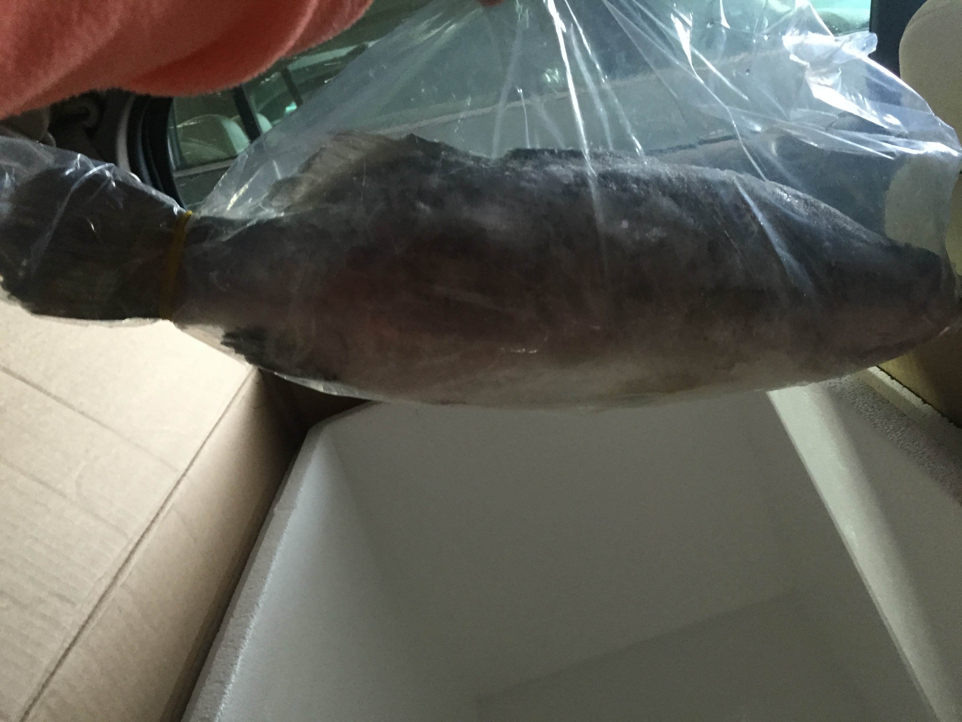 Frozen Fish