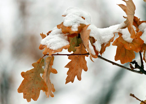 Snow covering leaves