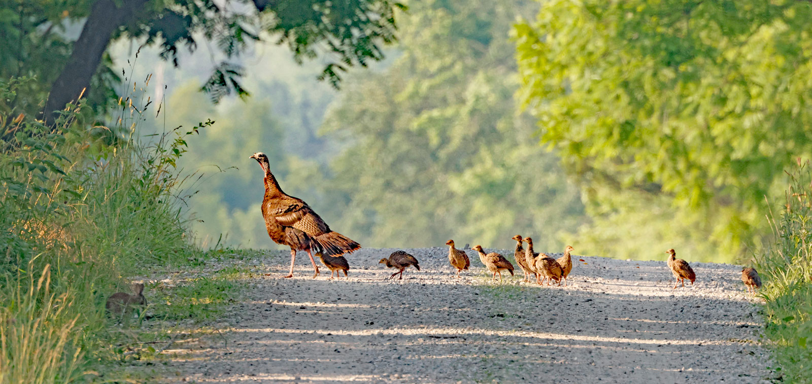 Wild turkey hen with nine poults.