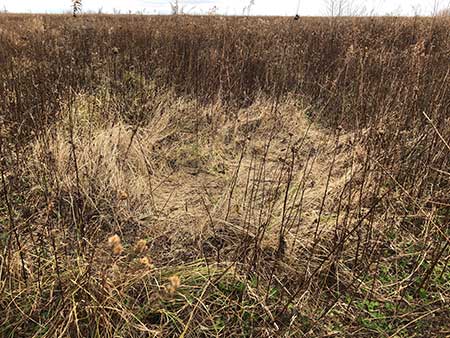 Deer bed