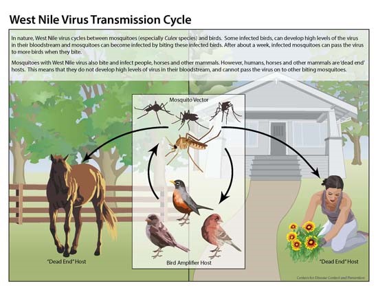 Graphic: Centers for Disease Control and Prevention.