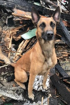 German shepherd