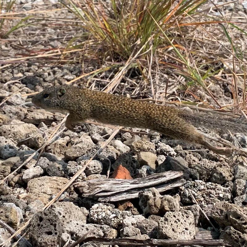 Squirrel jumping