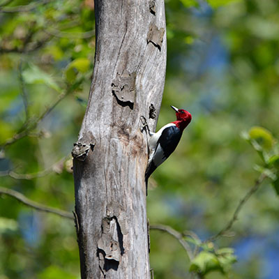bird on tree