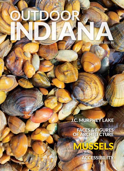 These common mussel species were stranded in shallow water during removal of a dam and moved to deeper water. Photo by Brant Fisher.