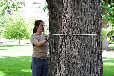 Measuring tree circumference