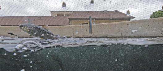 Richard Clay Bodine State Fish Hatchery