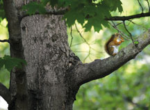 The calls of this red squirrel announced its presence near the photographer’s back door, allowing him to get this shot of the animal quietly eating.