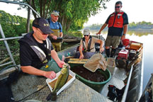 Scientists gather data from White River fish in Indianapolis. The crew consisted of (left to right) DNR biologist Seth Bogue, Muncie biologist Drew Holloway, DNR biologist Sandy Clark-Kolaks, and IDEM environmental scientist Kevin Gaston.