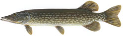 ep-northern_pike.jpg
