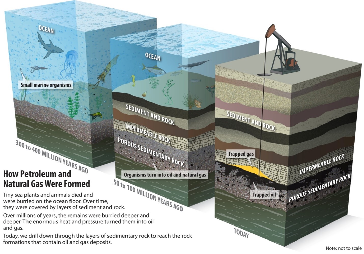 Petroleum and natural gas formation