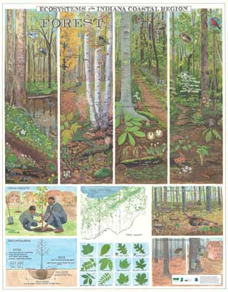 Poster showing forest diagram