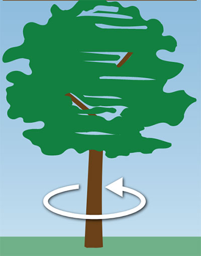 tree