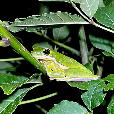 frog