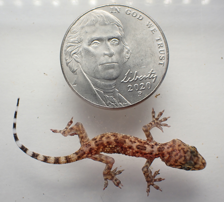 A baby gecko next to a nickle.