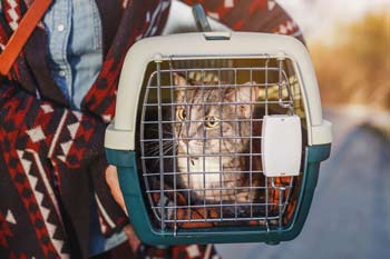 Cat looking out grate of a cat carrying case