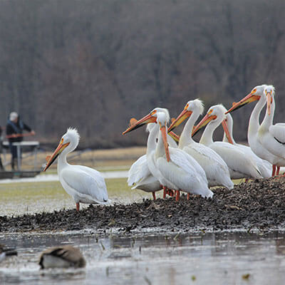 Pelicans watching people in boat