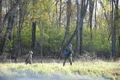 Turkeys in forest