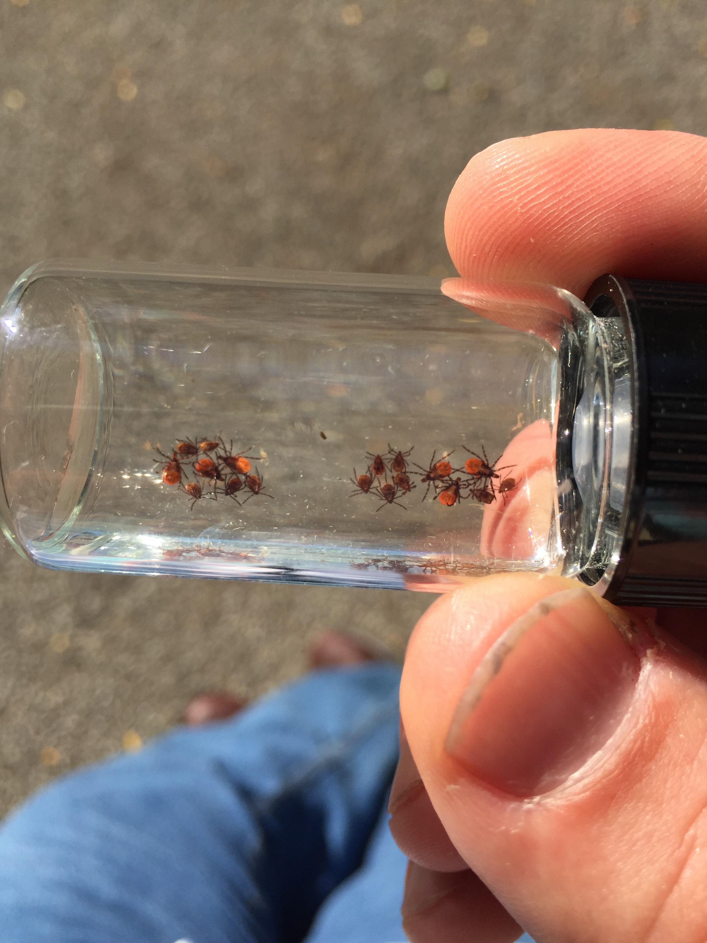 Ixodes scapularis ticks. Photo: Lee Green, Indiana State Department of Health.