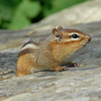chipmunk