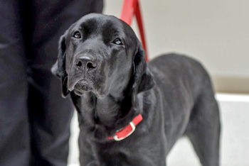 Black labrador retriever