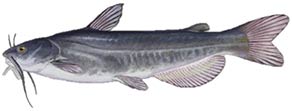 White Catfish