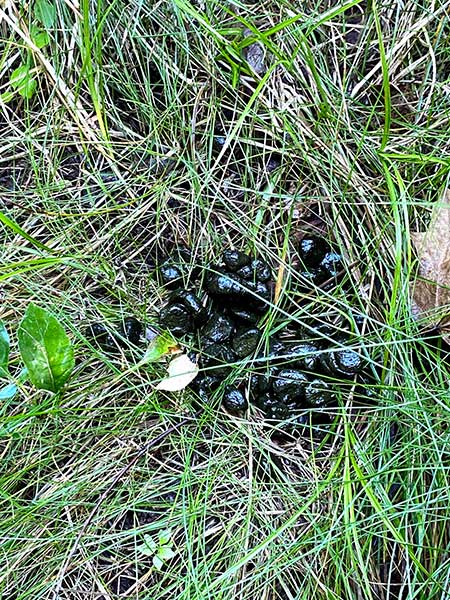 Deer scat