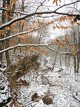 ACRES Land Trust&rsquo;s Hathaway Preserve at Ross Run in Wabash County features a 2-mile trail, waterfalls, and 75-foot vertical cliff faces. Visit in spring to view wildflowers along the trail. Brent Drinkut photo.
