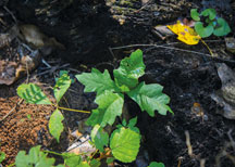 A seedling in the red oak family after a prescribed fire at Charles Spring. Photo by Brent Drinkut.