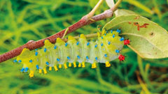This cecropia moth was crawling on one of Michele's apple trees on her 7-acre farm, where she looks for new species to teach her children about. Cecropia moths are a rare native species to Indiana. If you see one, leave it be and don&rsquo;t spray pesticides in that area.