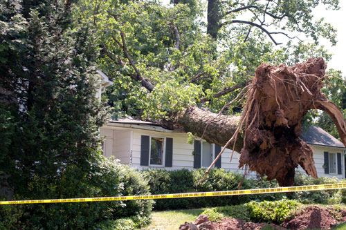Fallen tree on house Fallen tree on house