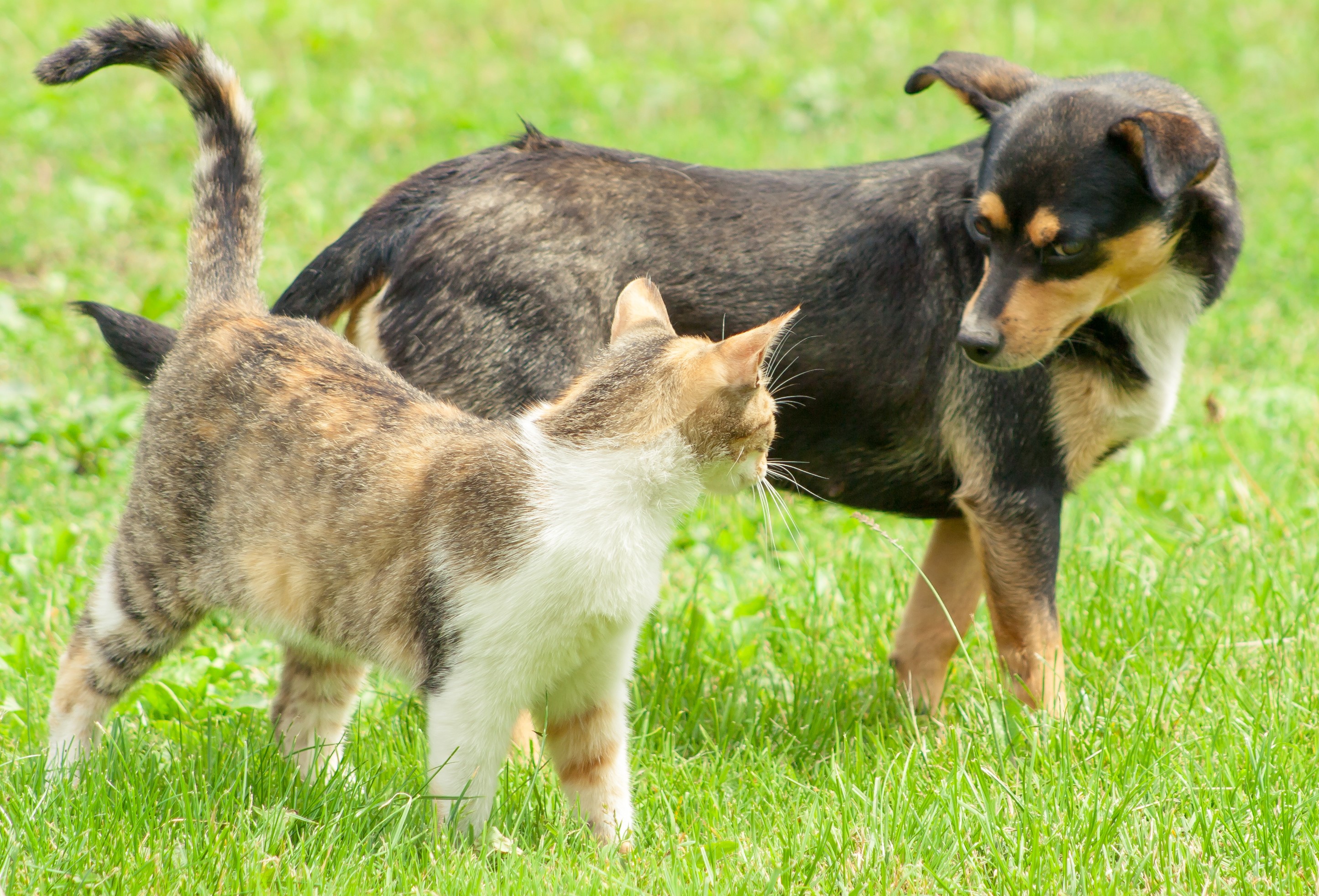 Companion_animals_2.jpeg