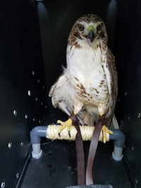 Hawk Hawk