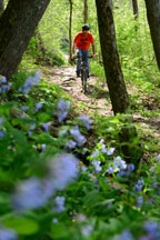 Mountain biker on trail