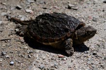 turtle