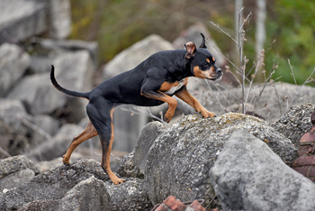 Dog searching rubble