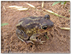 Eastern Spadefoot Toad