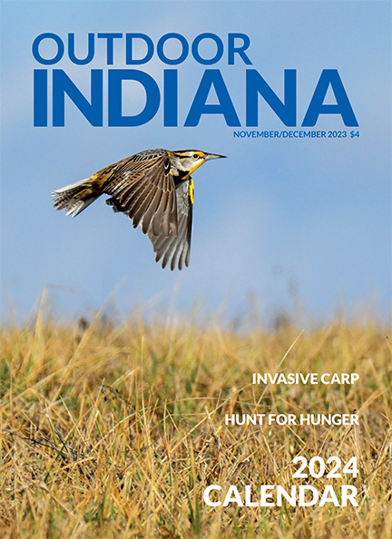 An Eastern meadowlark takes flight over a Daviess County farm field.   