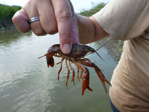 Crayfish