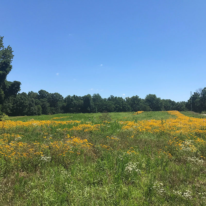 grasslands