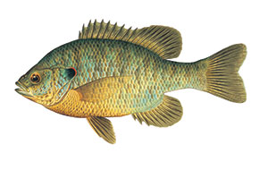 Sunfish