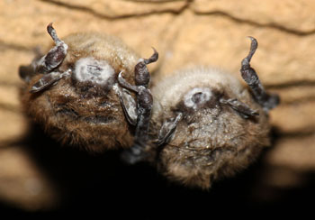 two bats showing visible signs of White Nose Syndrome two bats showing visible signs of White Nose Syndrome