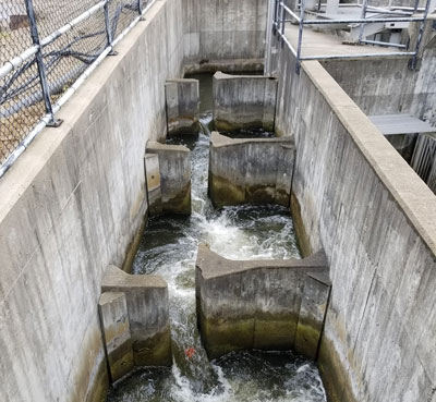 berrien springs fish camera paddle and pole Fish and Wildlife: South Bend Fish Ladder