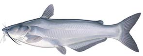 Blue Catfish